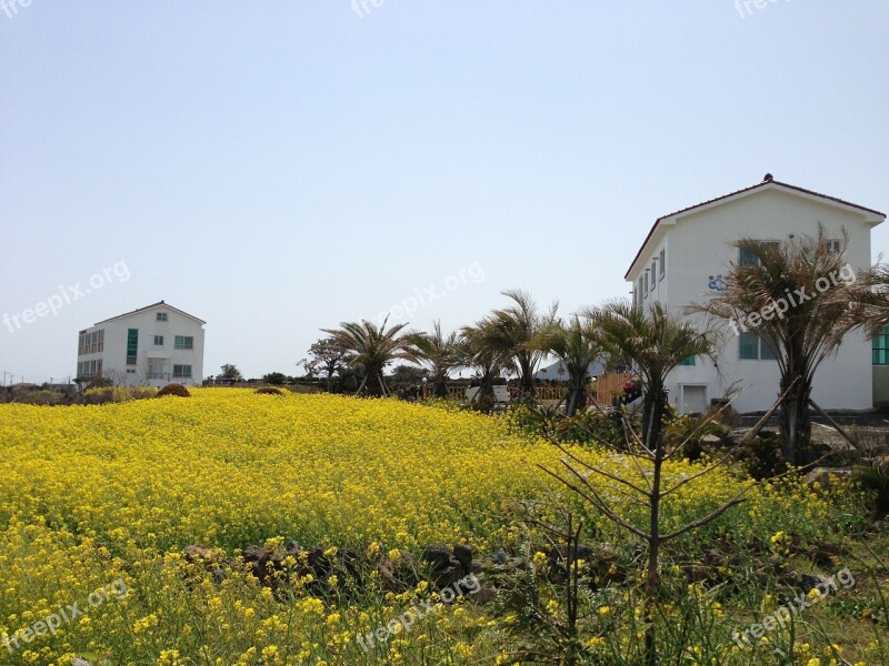 Jeju Island Jeju Rape Flowers Free Photos