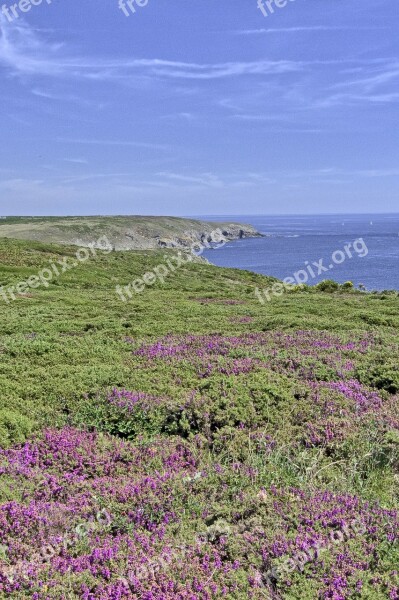 Heather Pointe Du Raz Brittany Free Photos