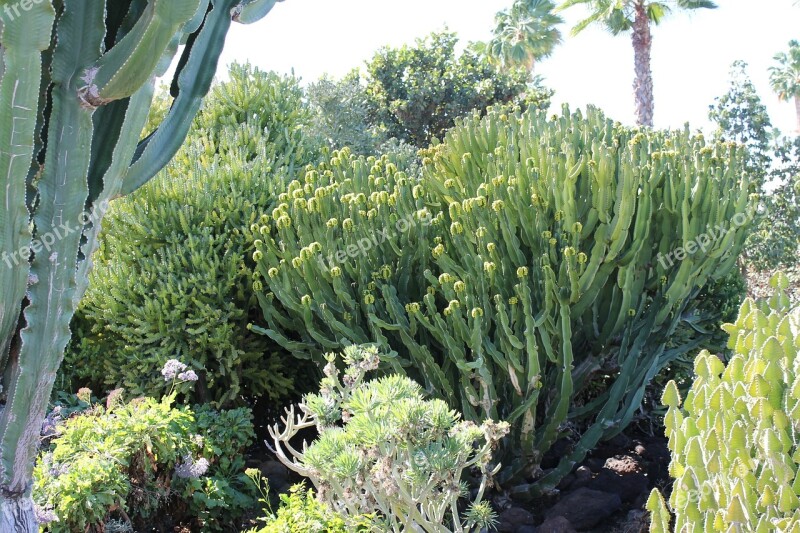 Cactus Desert Landscape Blue Sky