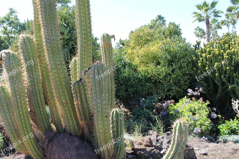 Cactus Desert Landscape Blue Sky