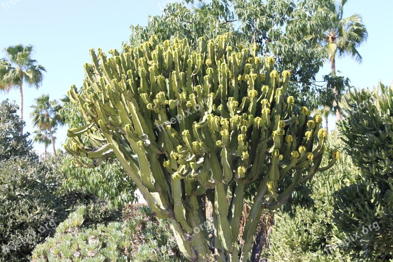 Cactus Desert Landscape Blue Sky