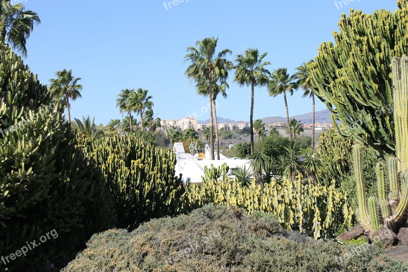 Cactus Desert Landscape Blue Sky