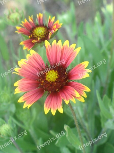 Flowers Red Yellow Beach Flowers Nature