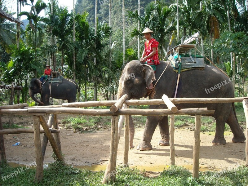 Thailand Thai Nature Park Elephant Ele