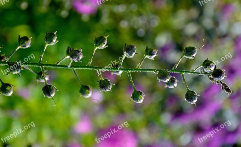 Flower Summer Flowers Wild Flower Purple Flowers Summer