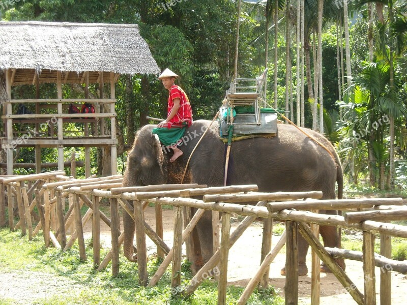 Thailand Thai Nature Park Elephant Ele