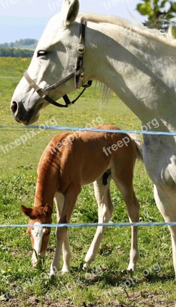 Horse Horses Animal Brown Foal