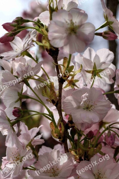 Blossom Bloom Pink Flower Nature