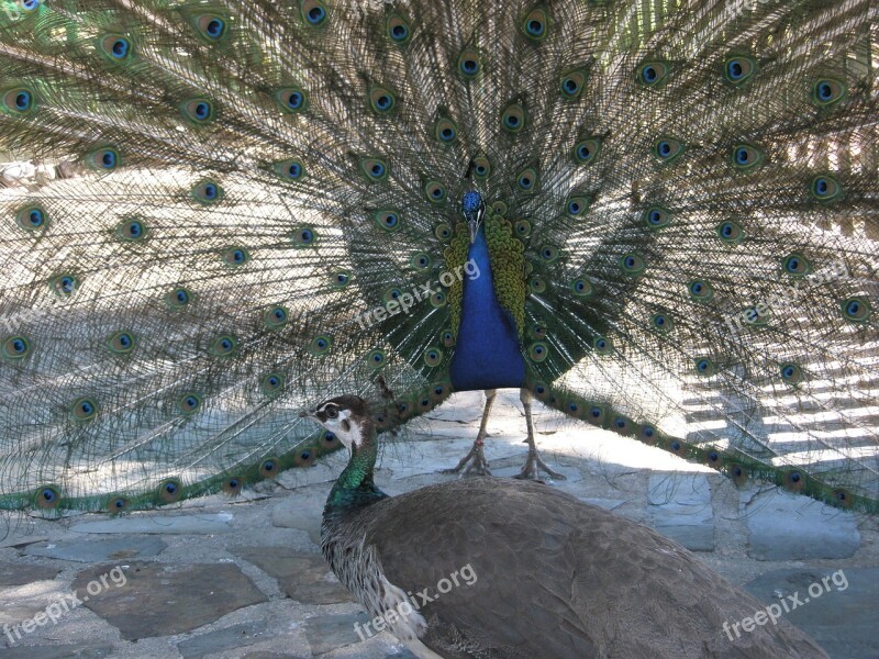 Turkey Royal Birds Beautiful Courting The Female