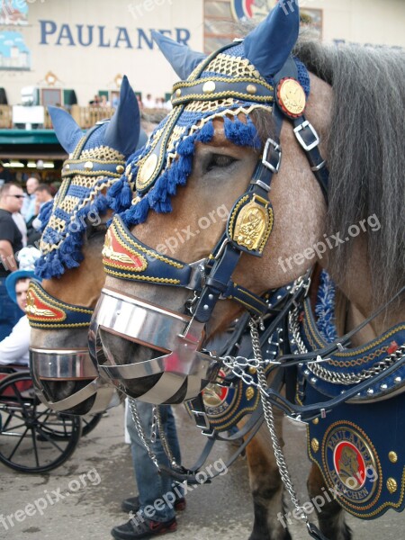 Oktoberfest Munich Horse Brewery Free Photos