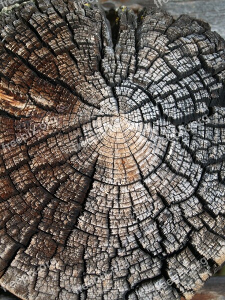 Wood Nature Texture Tree Old