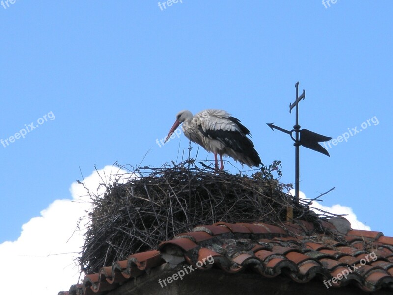 Stork White Stork Birds Free Photos