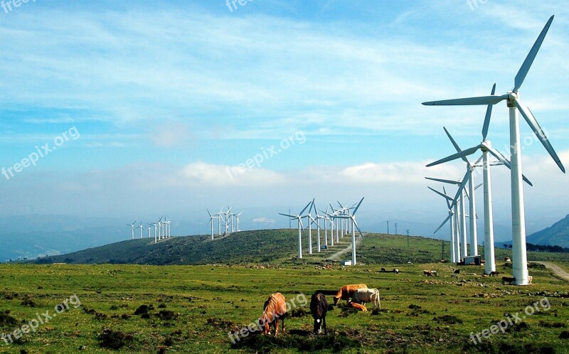 Galicia Windmills Cows Prado Landscape