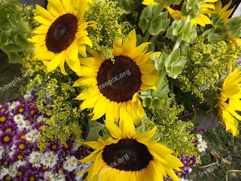 Sunflowers Sunflower Plants Yellow Flowers