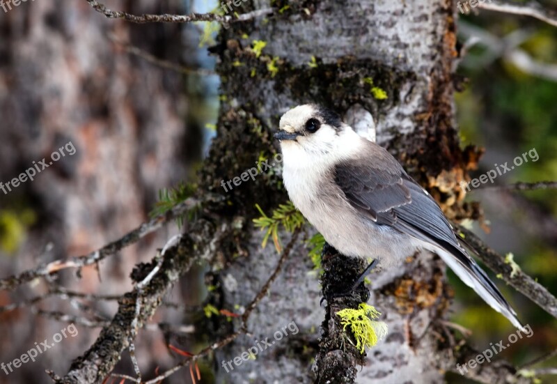 Gray Jay Bird Tree Branch Perch