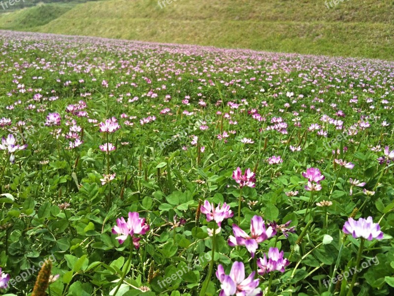 Astragalus Lotus Flower Flowers Field Free Photos