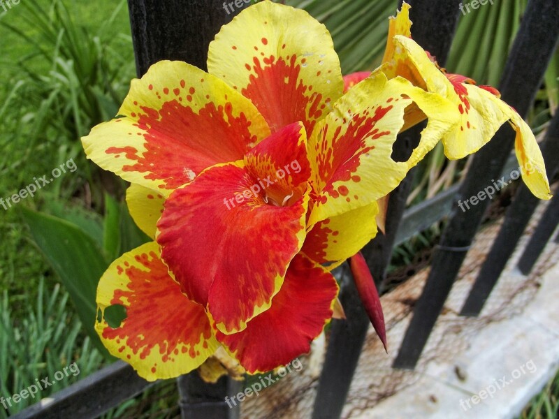 Flowers Nature Canna Orange Yellow