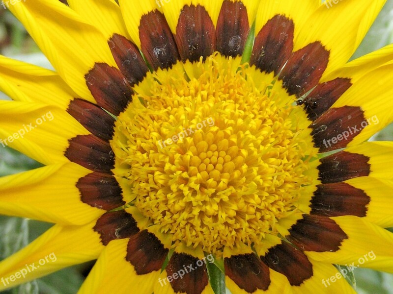 Flower Flowers Sunflower Yellow Brown