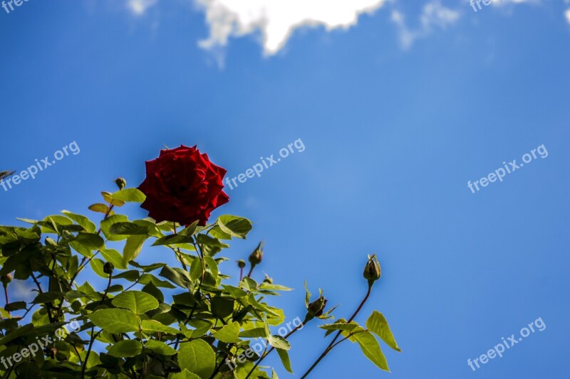 Rose Sky Red Blue Clear Blue Sky