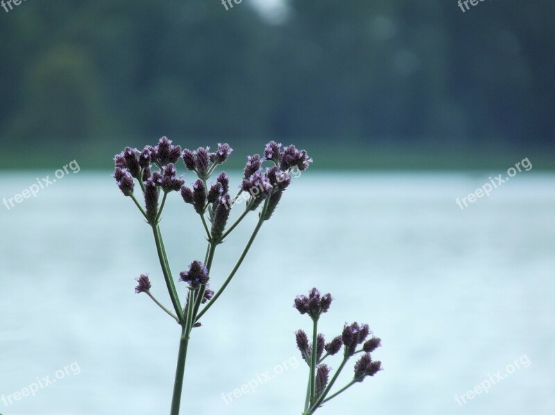 Flowers Flower Water Dam Wildflower