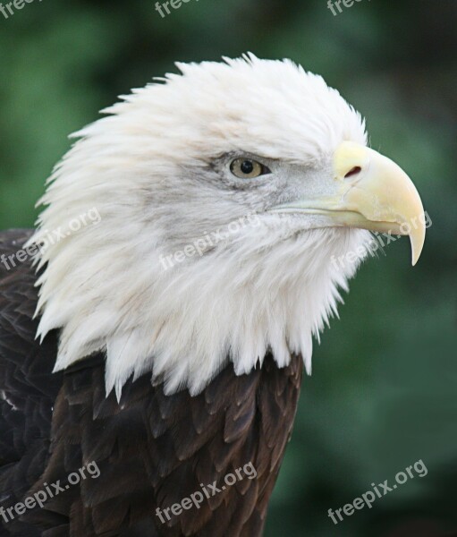 Bald Eagle Bird Predator Feathered Animal