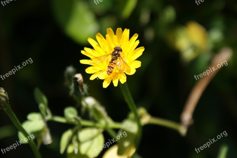 Hoverfly Flower Flower Fly Syrphid Fly Syrphus Fly