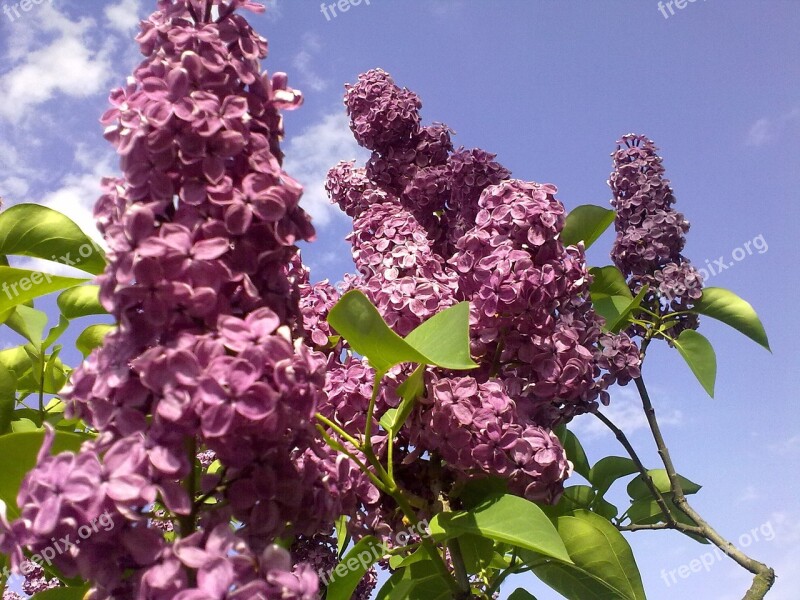 Natural Violet Lilac On Spring