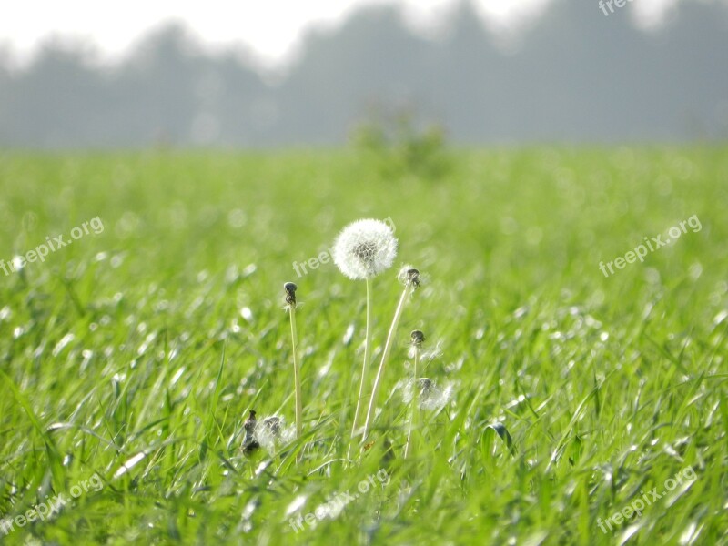 Green Prado Dandelion Flower Free Photos