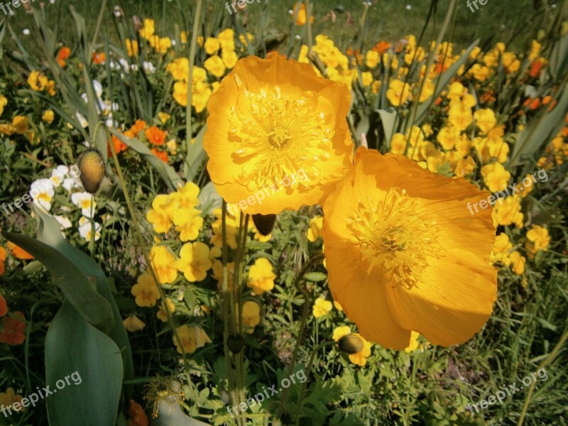 Flower Poppy Flower Yellow Macro Free Photos