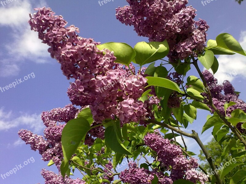 Natural Violet Lilac On Spring