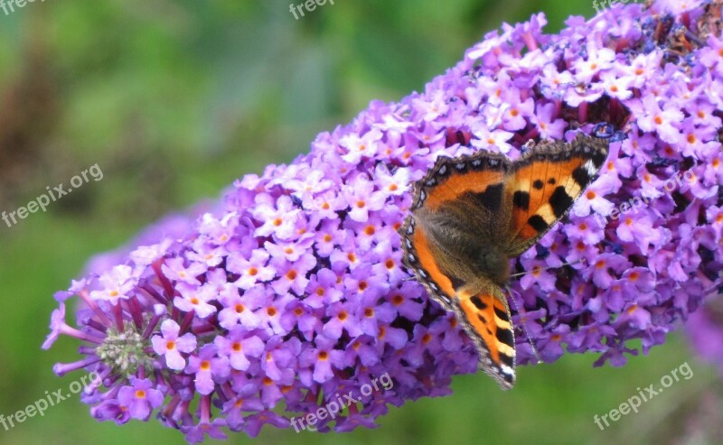 Little Fox Butterfly Blossom Bloom Lilac