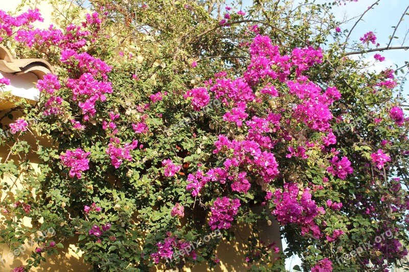 Flowers Hedge Flower Blossom Bloom