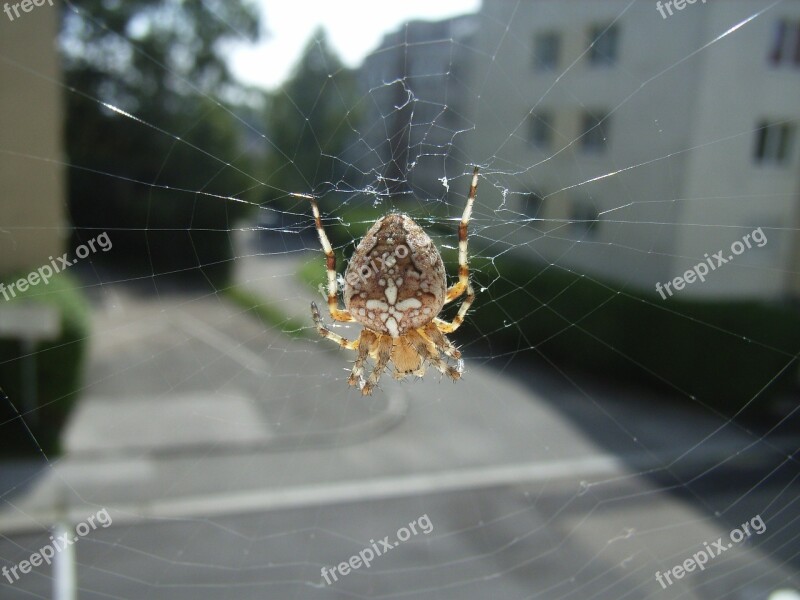 Spider Araneus Cobweb Animal Insect