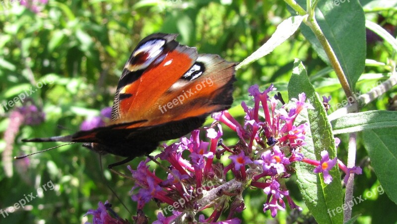 Peacock Butterfly Peacock Butterfly Lilac Blossom