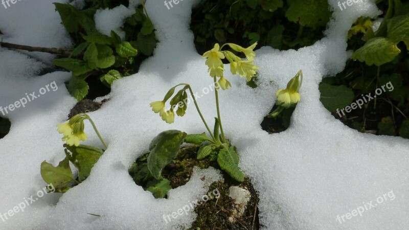 Allgäu Snow In May Cowslip Free Photos