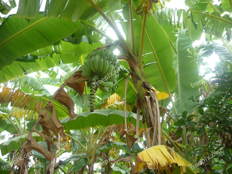 Banana Green Plant Leaf Fruit