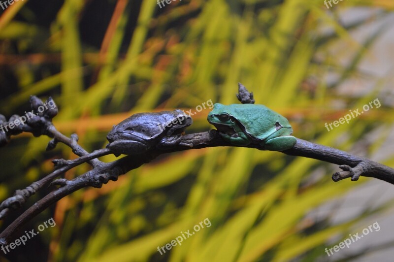 Frogs Dating Oceanarium Europe Nature Plants