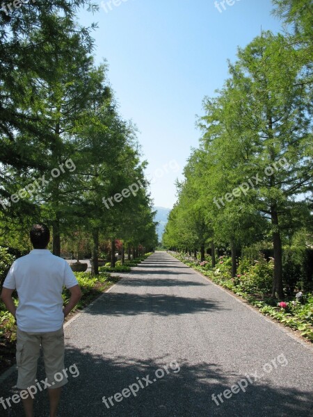 Enea Garden Tree Lined Avenue Plant Avenue Foresight