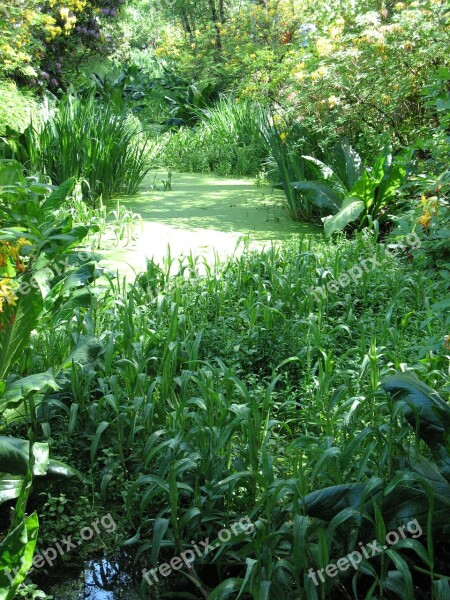 Pond Pond Plant Green Nature Forest