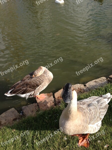 Goose Nature Geese Bird Free Photos