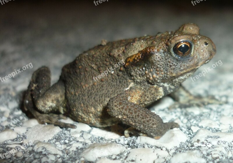 Rana Toad Amphibian Jump Amphibians