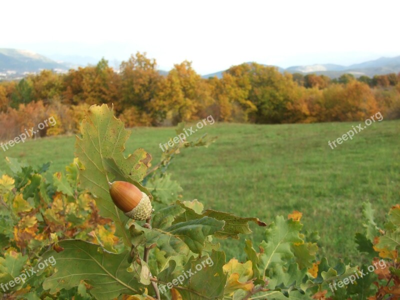 Acorn Acorns Nature Autumn Spring