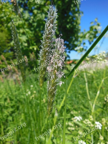 Grasses Grass Flower Seed Flowering