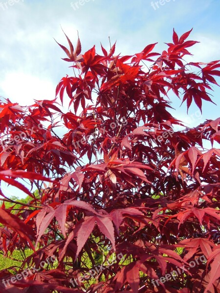 Acer Palmatum Japanese Maples Trees Red Red Leaves