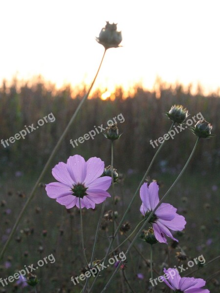 Flower Dawn Awakening Violet Field