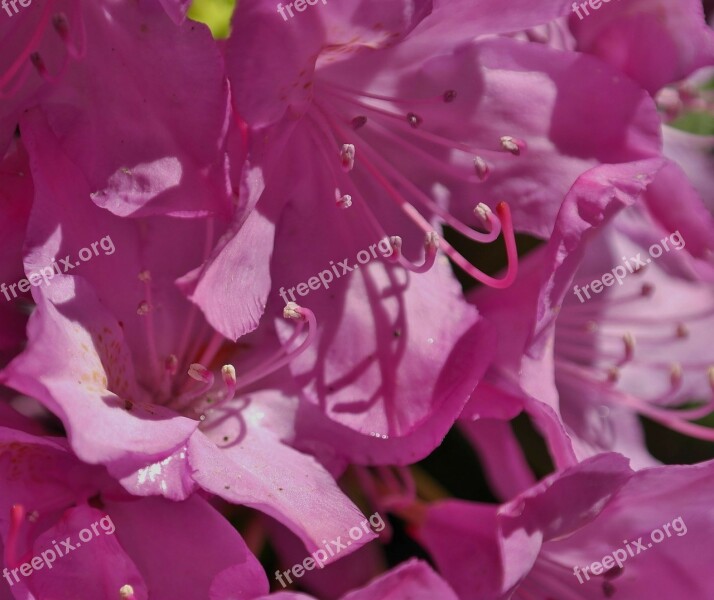 Rhododendron Flower Spring Pink Nature