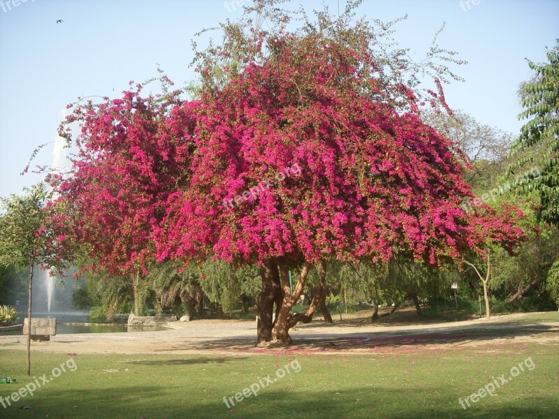 Tree Trees Bouganvilla Blossom Spring