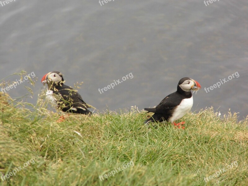 Puffin Bird Birds Animals Nature