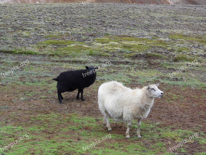 Sheep Animals Farm Flock Of Sheep Flock