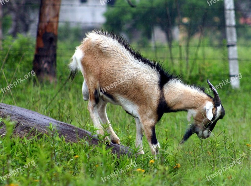 Goat Animal Free Photos